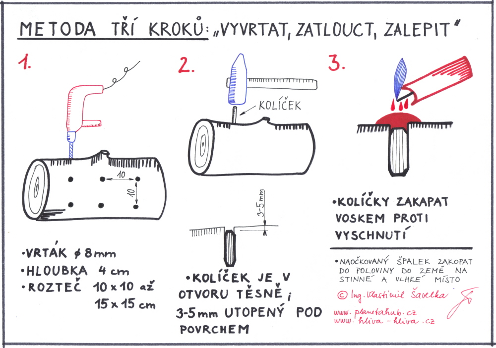 Nákres pracovního postupu při očkování dřeva kolíčkovou sadbou hlívy